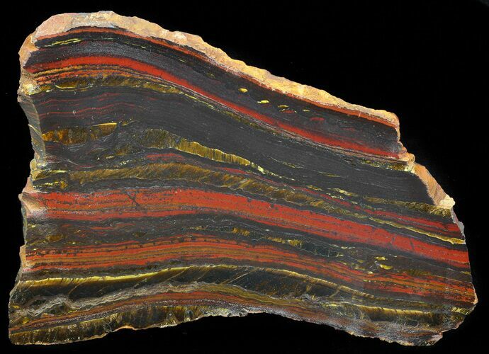 Polished Tiger Iron Stromatolite - ( Billion Years) #41088